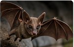 Bat exclusion and prevention