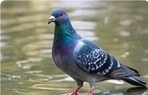 Bird control and nesting prevention