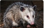 Opossum removal service