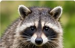 Raccoon wildlife removal service