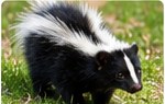Skunk removal and prevention