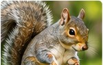 Squirrel control and exclusion